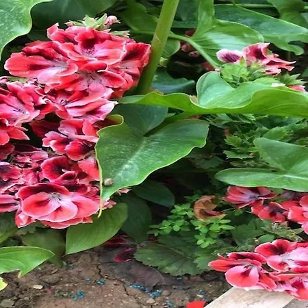 Apartman Sarajevo - Two Bedroom With Terrace And Balcony