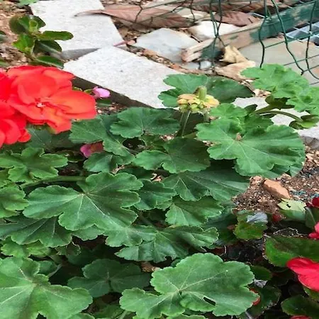 Sarajevo - Two Bedroom With Terrace And Balcony