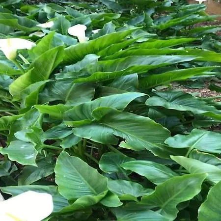 Sarajevo - Two Bedroom With Terrace And Balcony Apartmán *