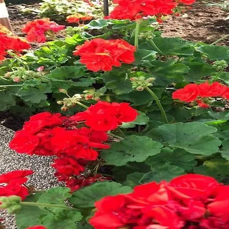 Apartman Sarajevo - Two Bedroom With Terrace And Balcony Vodice