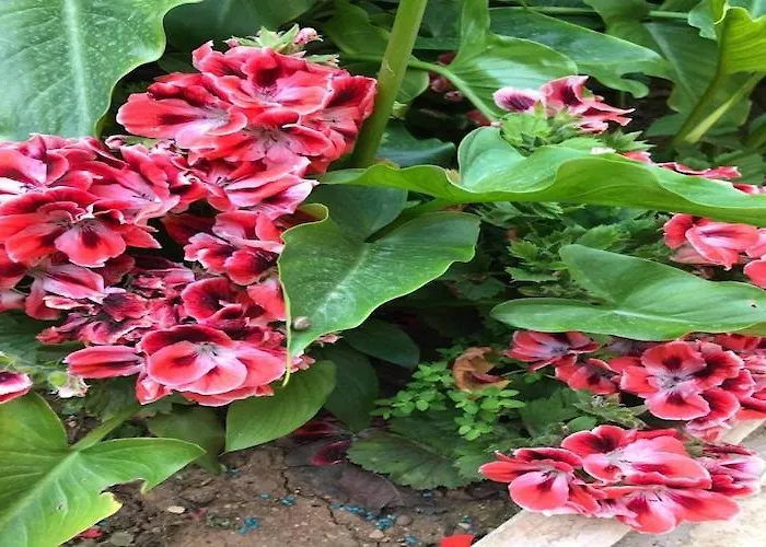 Apartamento Sarajevo - Two Bedroom With Terrace And Balcony